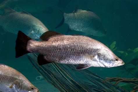 Ikan Kakap Putih Menarik untuk Diketahui dan Dimasak